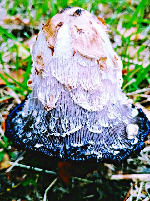 Die Chanelfarben: weiß und schwarz