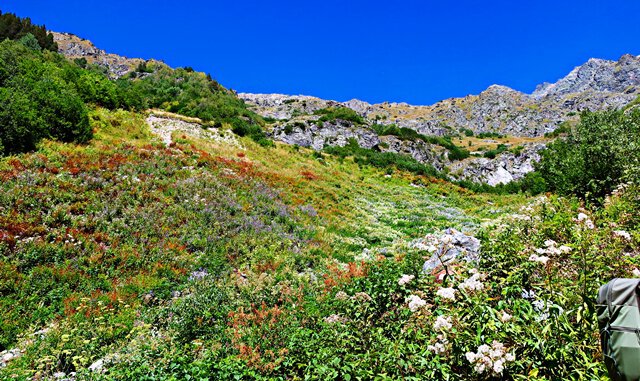 Blühende Wiesen am Shdugra-Wasserfall