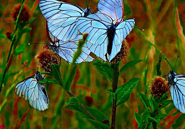 Schwarze Flockenblume