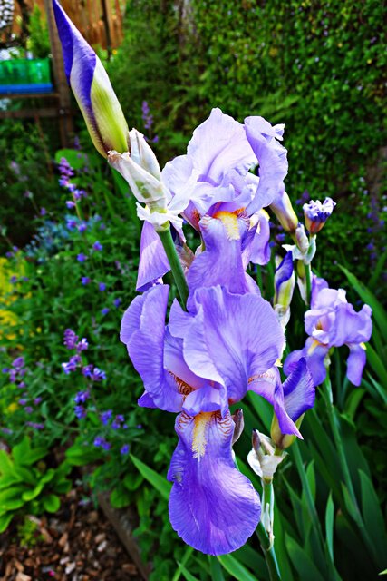 Spanische Schwertlilie