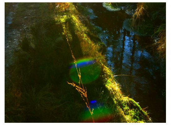 Clausthaler Flutgraben