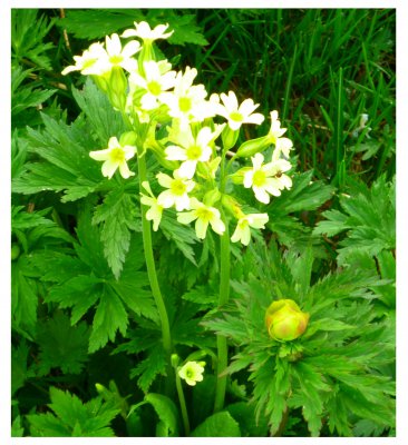 Alpenblume