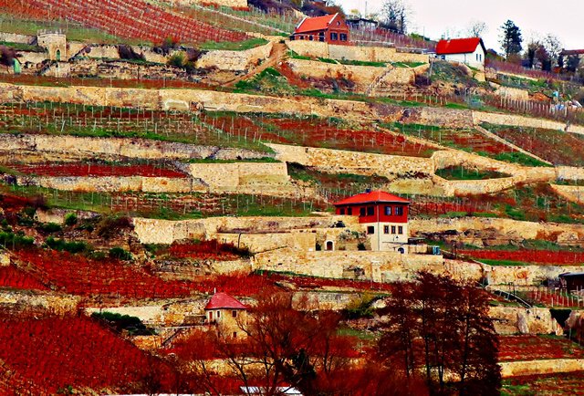 Freyburger Schweigenberg