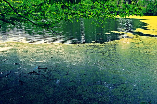 Teich
