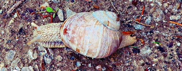 Schnecke