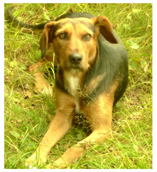 Gruppenhund