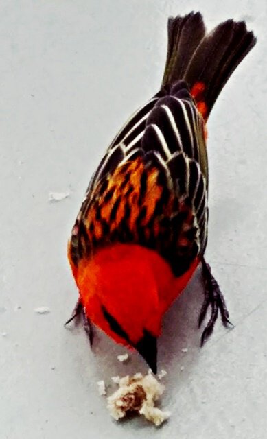 Herr Cardinal beim Futtern