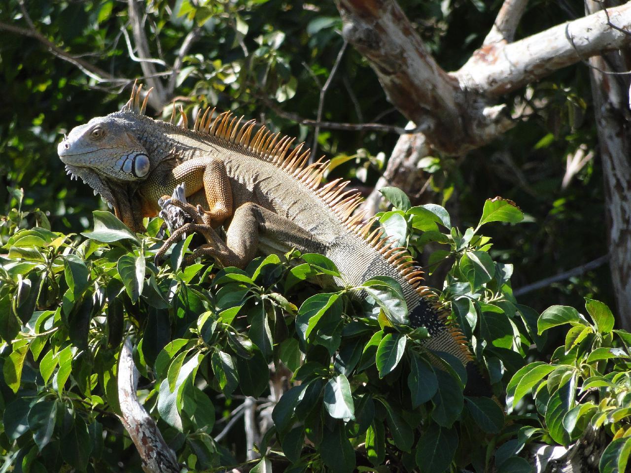 Costa Rica: Tierwelt