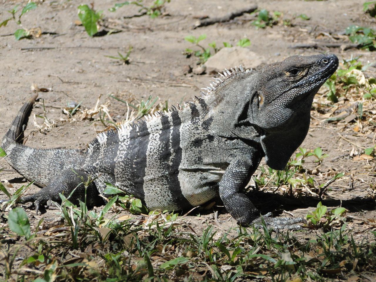 Costa Rica: Leguan