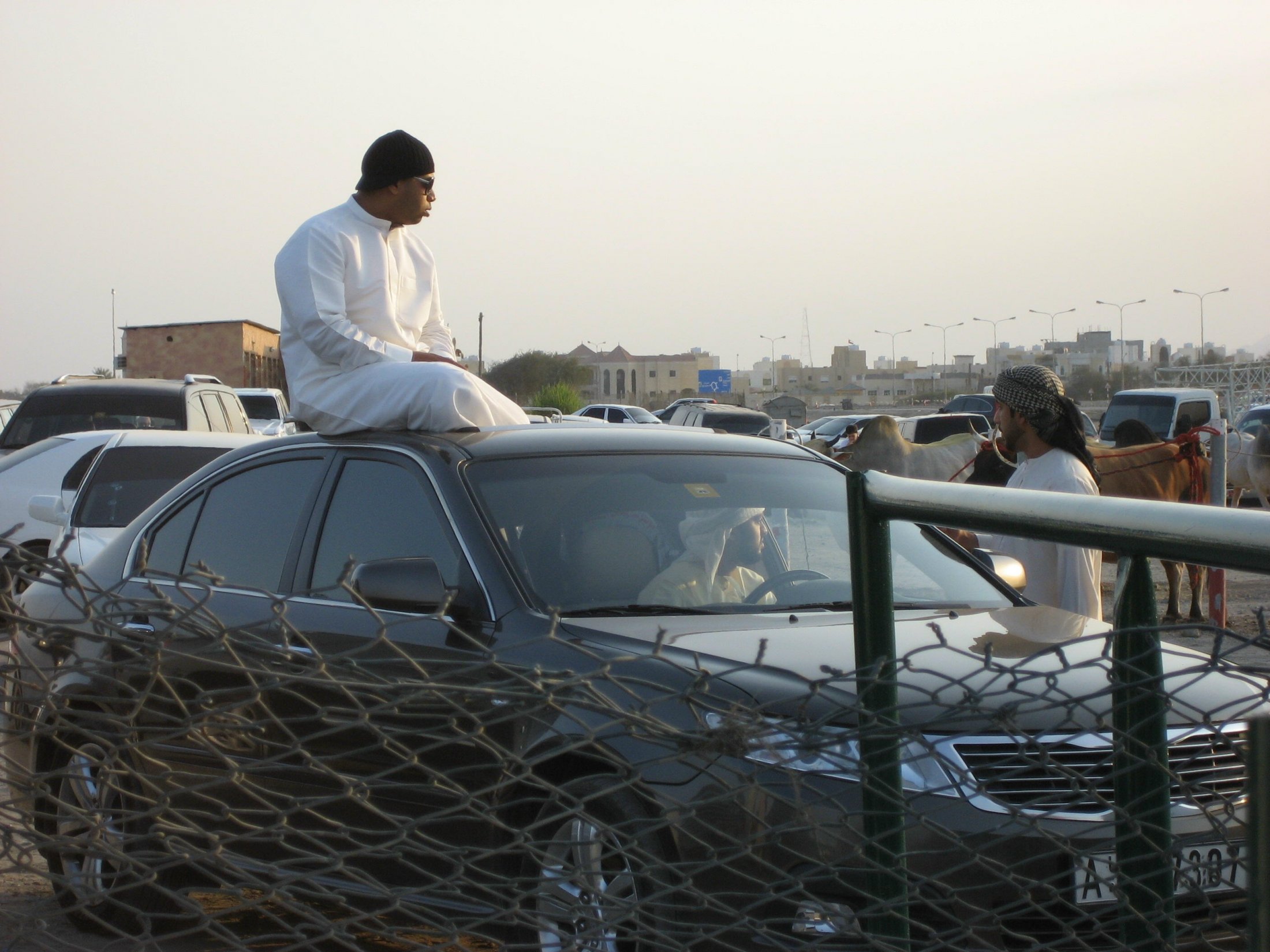 Fujairah: Bullfighting