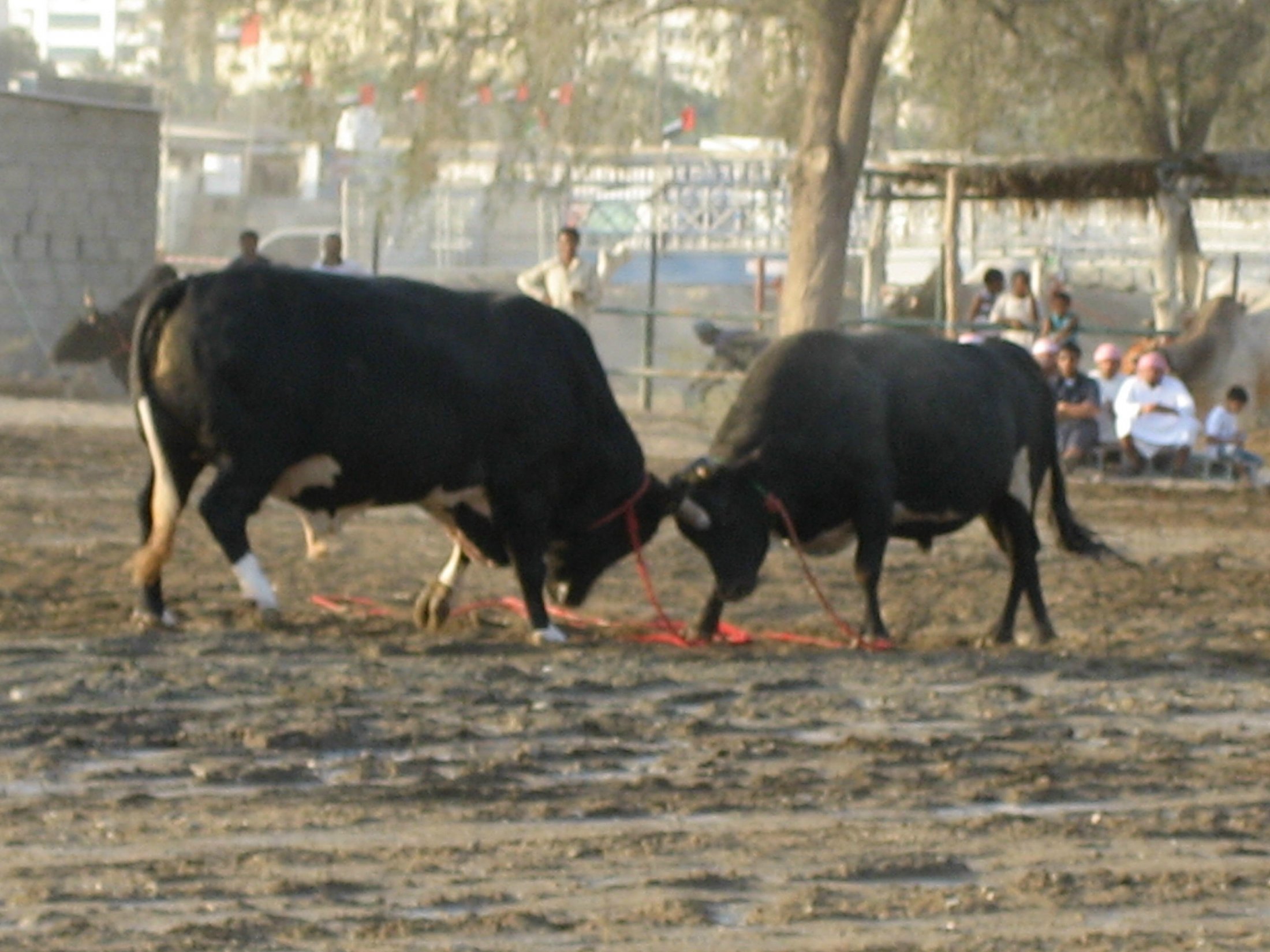 Fujairah: Bullfighting