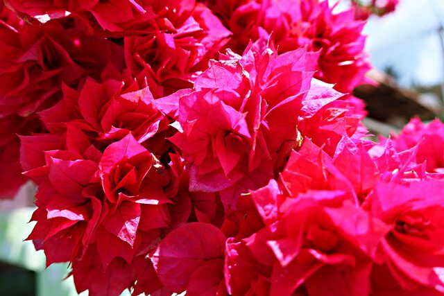 Kahle Drillingsblume