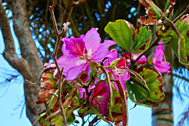 Orchideenbaum