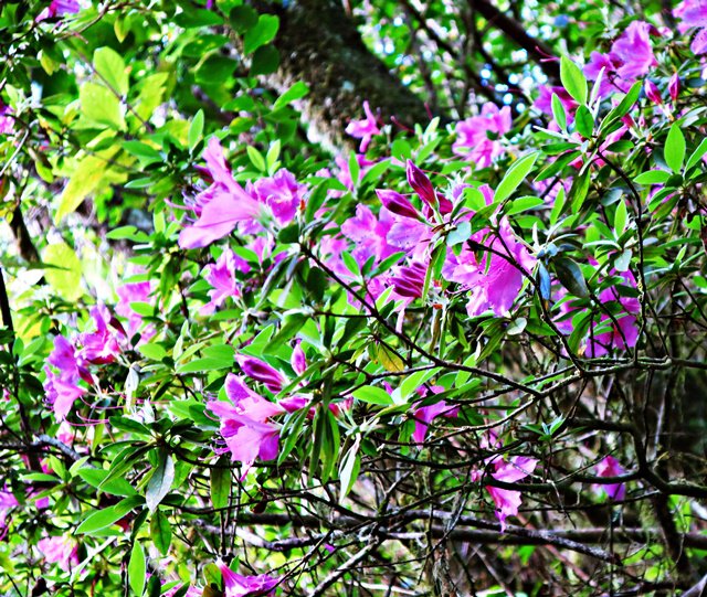 Pontischer Rhododendron