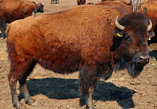 Bisongehege Stangerode