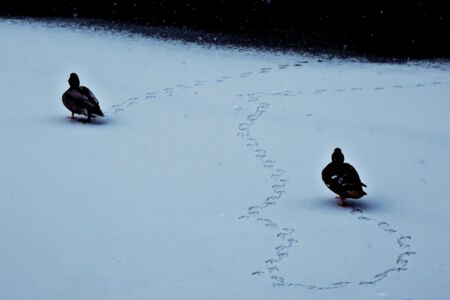 Zwei Enten im Schnee