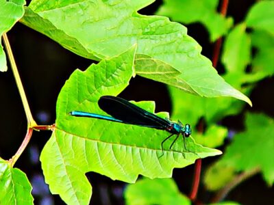 A dragonfly dream at Wahrenholz-Nord