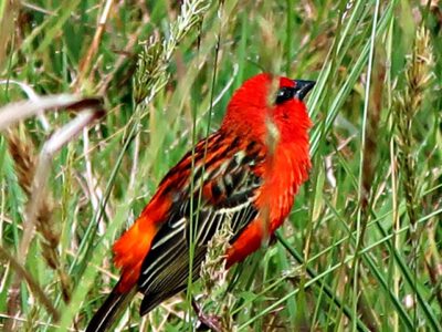 La Réunion: Ein Vogelparadies