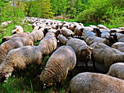 Hike in the Barnbruch nature reserve: Where the happy sheep live