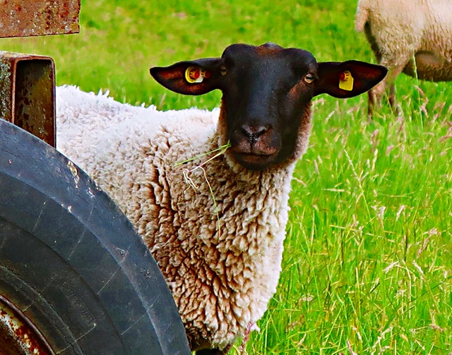 Dünaer Rötzelkamm: Eine Landschaft wie ein Traum