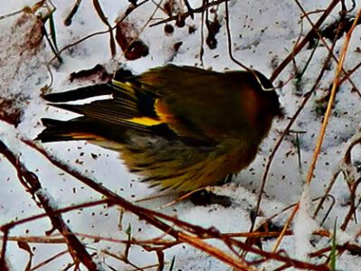 Corona-diary: The way of the siskin