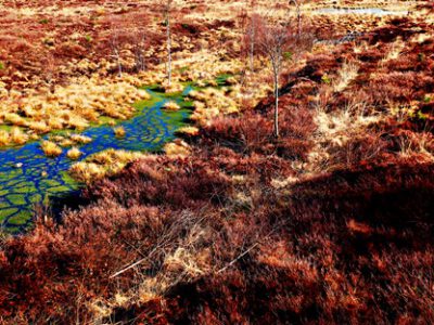 Through the moor to the Love bench: Hiking inside Hochsolling