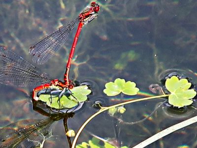 The dragonfly brothel of the Silberteich
