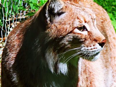 Früh los, viel erlebt: Tierpark Sababurg und Tillyschanze an einem Tag